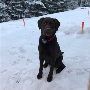 Meet your Posher, Shannon