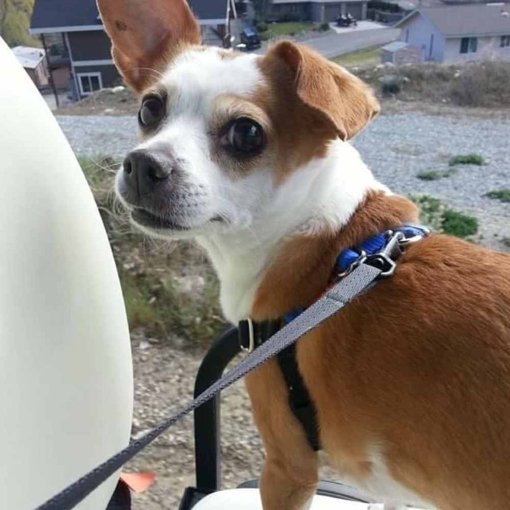 Meet your Posher, Melissa