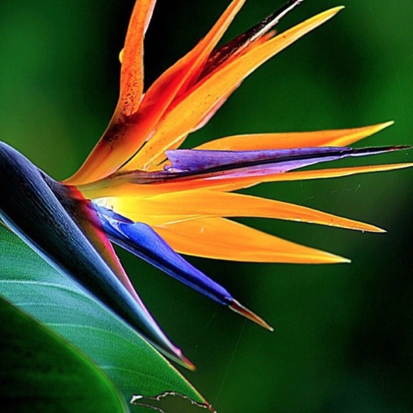 Meet your Posher, Carol - Picture 1 of 1