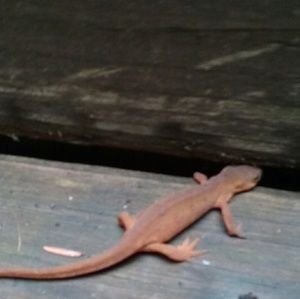 Meet your Posher, Janet