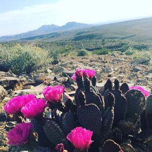 Meet your Posher, Bronwen