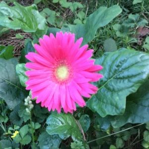 Meet your Posher, Robin