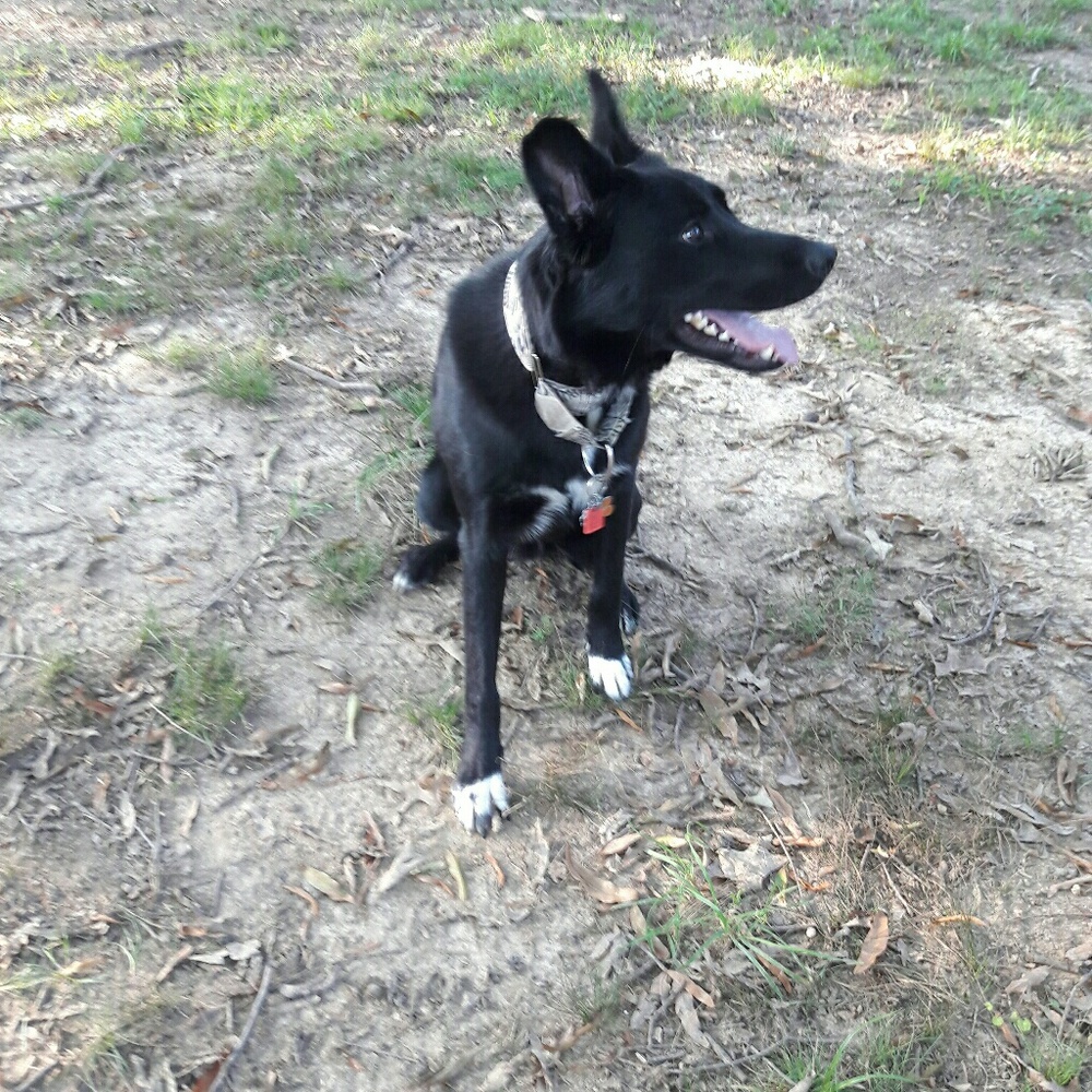 POSH AMBASSADOR!!!! - Picture 3 of 3