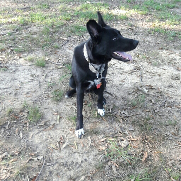 POSH AMBASSADOR!!!! - Picture 3 of 3