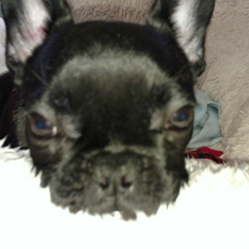 Meet your Posher, Elisha