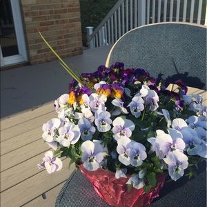 Meet your Posher, Daissy