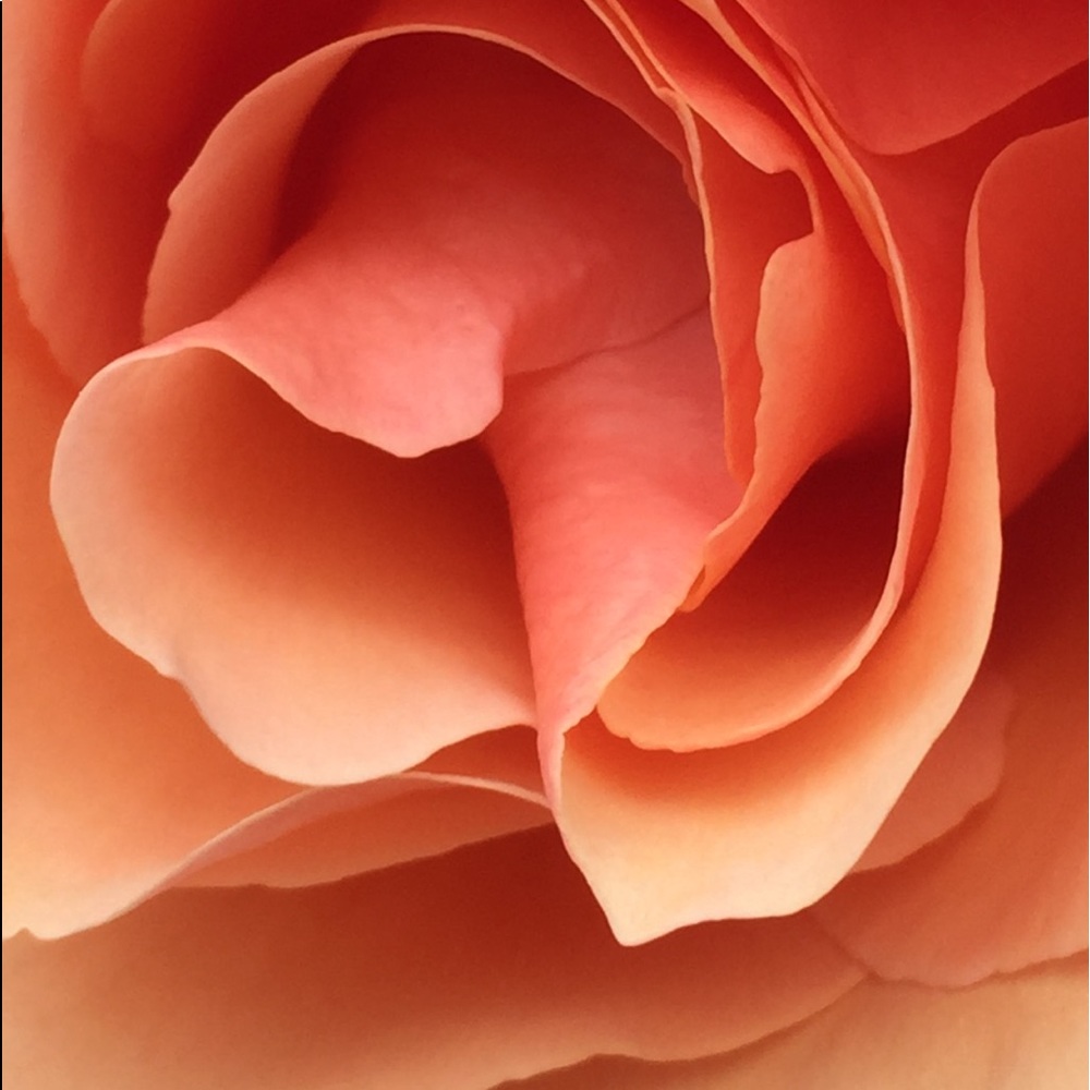 Meet your Posher, Spring