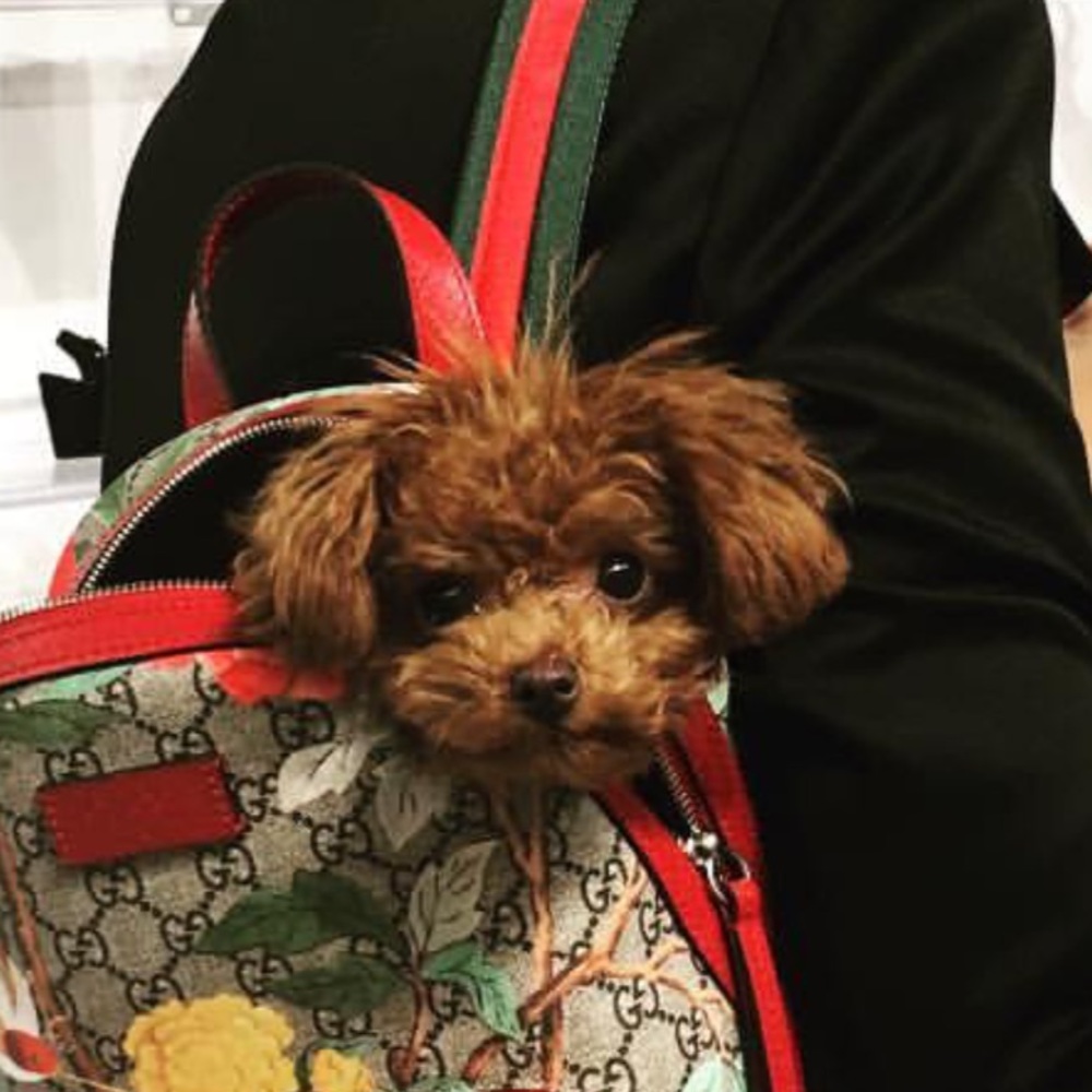 Meet your Posher, Starr