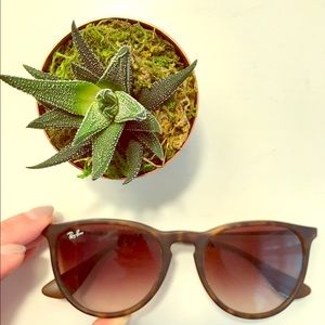 Erika Ray Ban Sunglasses!