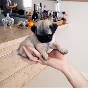 Meet your Posher, Aliyah