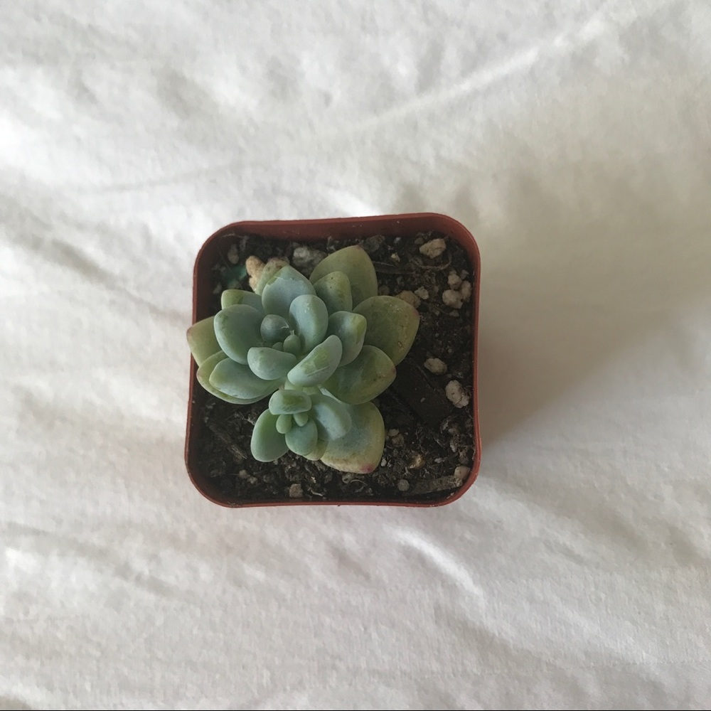 💚 Succulent Plant 💚