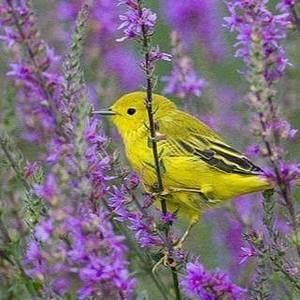 Meet your Posher, Marie