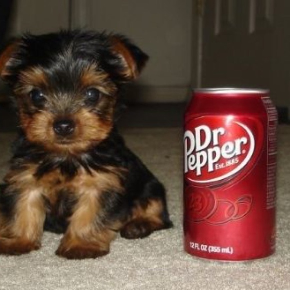 TeaCup Yorkies!!! Pure breed ❤️