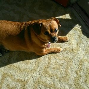 Meet your Posher, Morgan