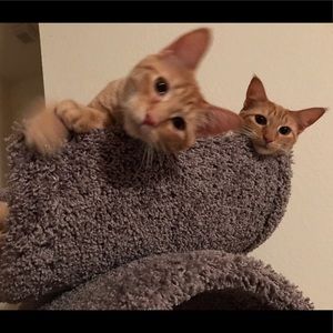 Meet your Posher, Susan