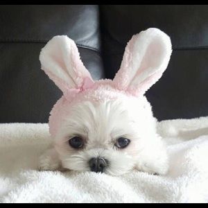 Meet your Posher, Huimin