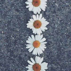 Meet your Posher, Daphne