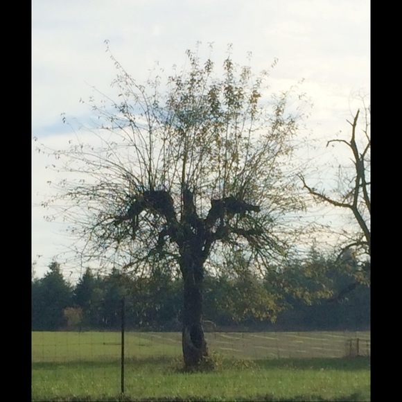 Meet your Posher, Brandy - Picture 1 of 1