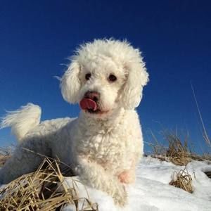 Meet your Posher, Luis