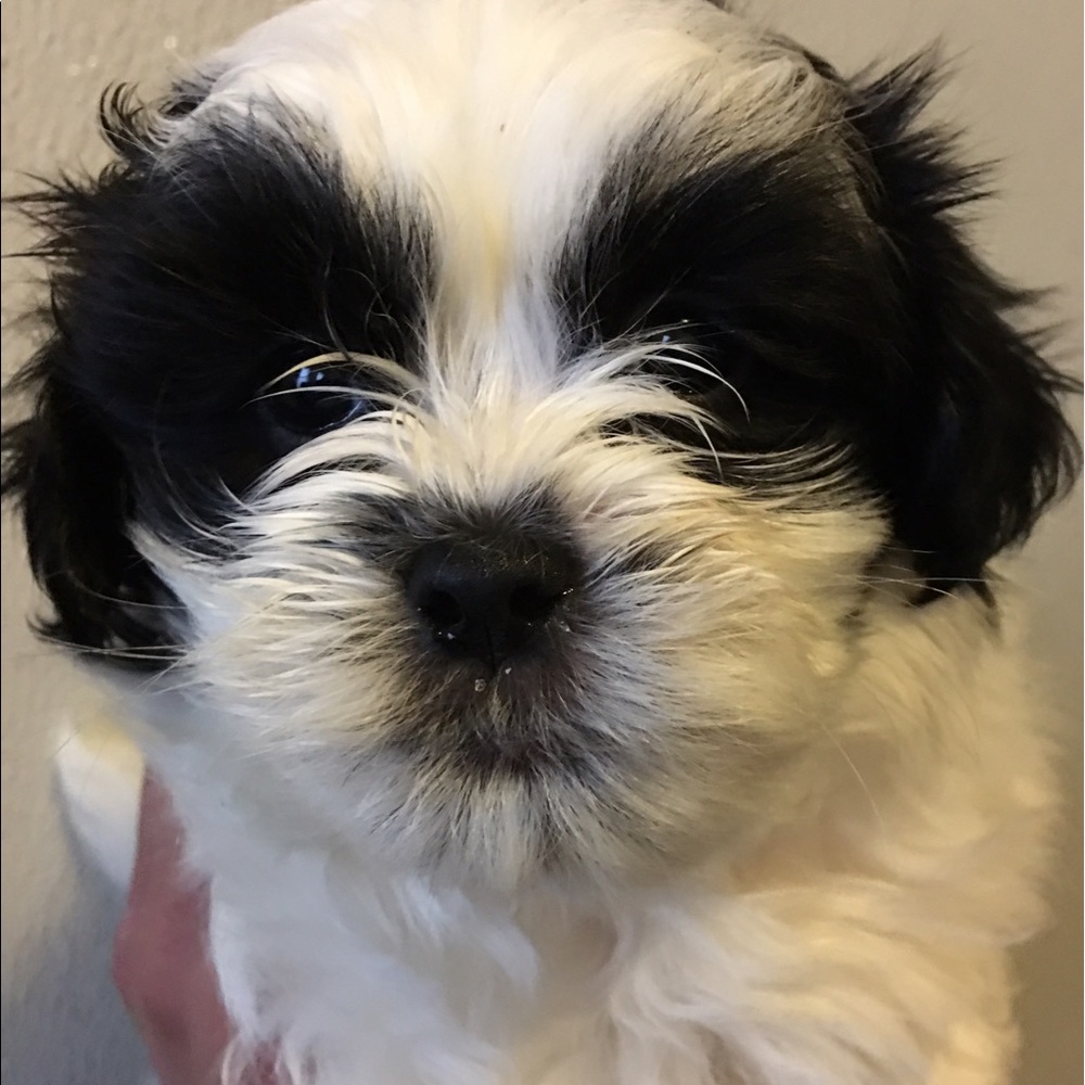 Meet your Posher, Nikki