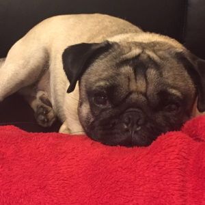 Meet your Posher, Gustavo