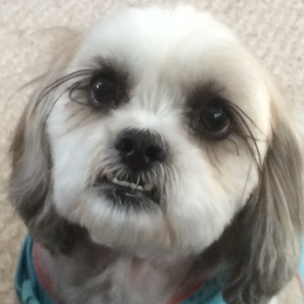 Meet your Posher, Diana