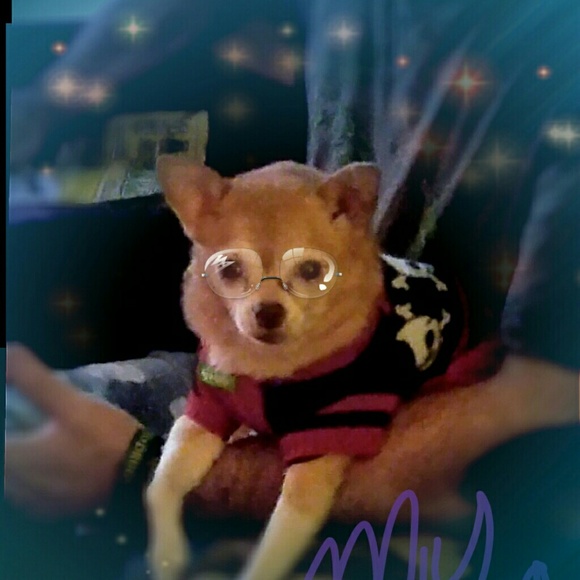 Meet your Posher, Shadoh - Picture 2 of 5