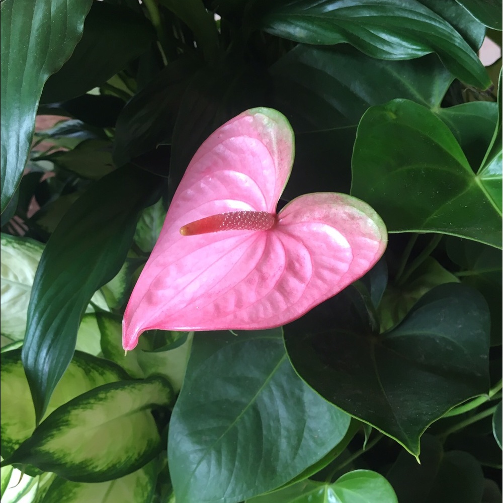 Meet your Posher, Lana