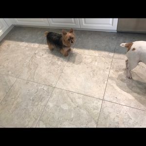 Meet your Posher, Joyce