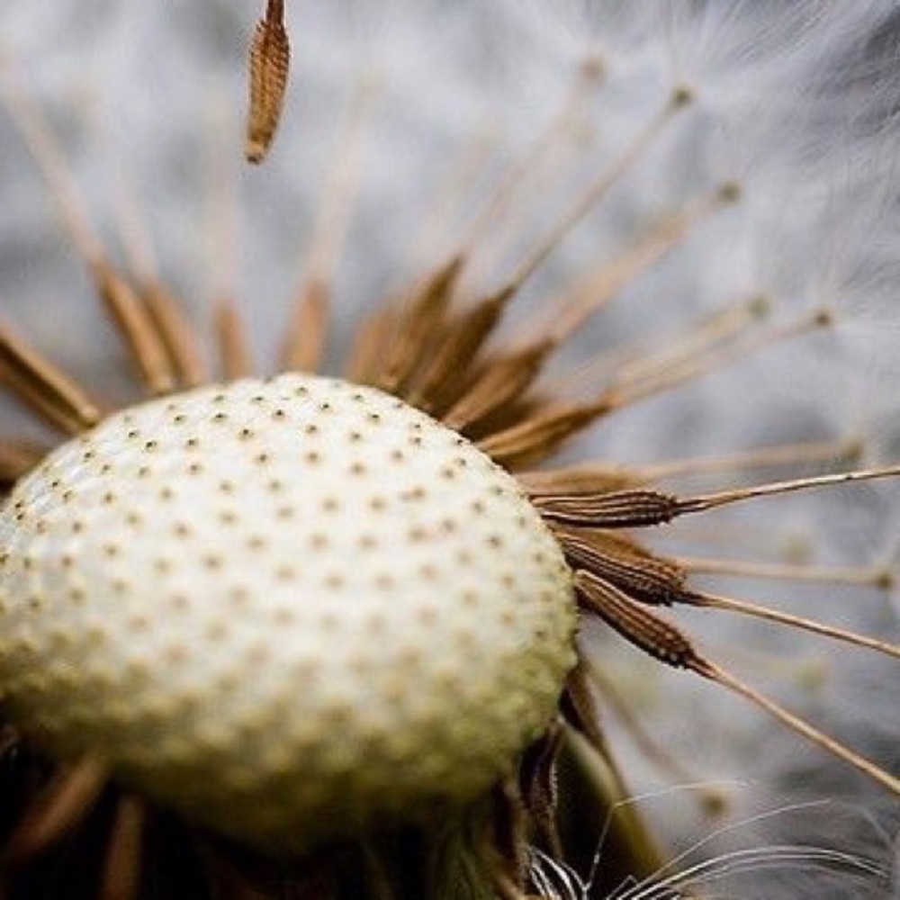 Meet your Posher, Shan