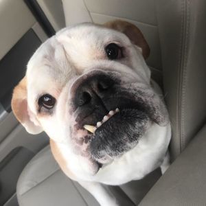 Meet your Posher, Holly