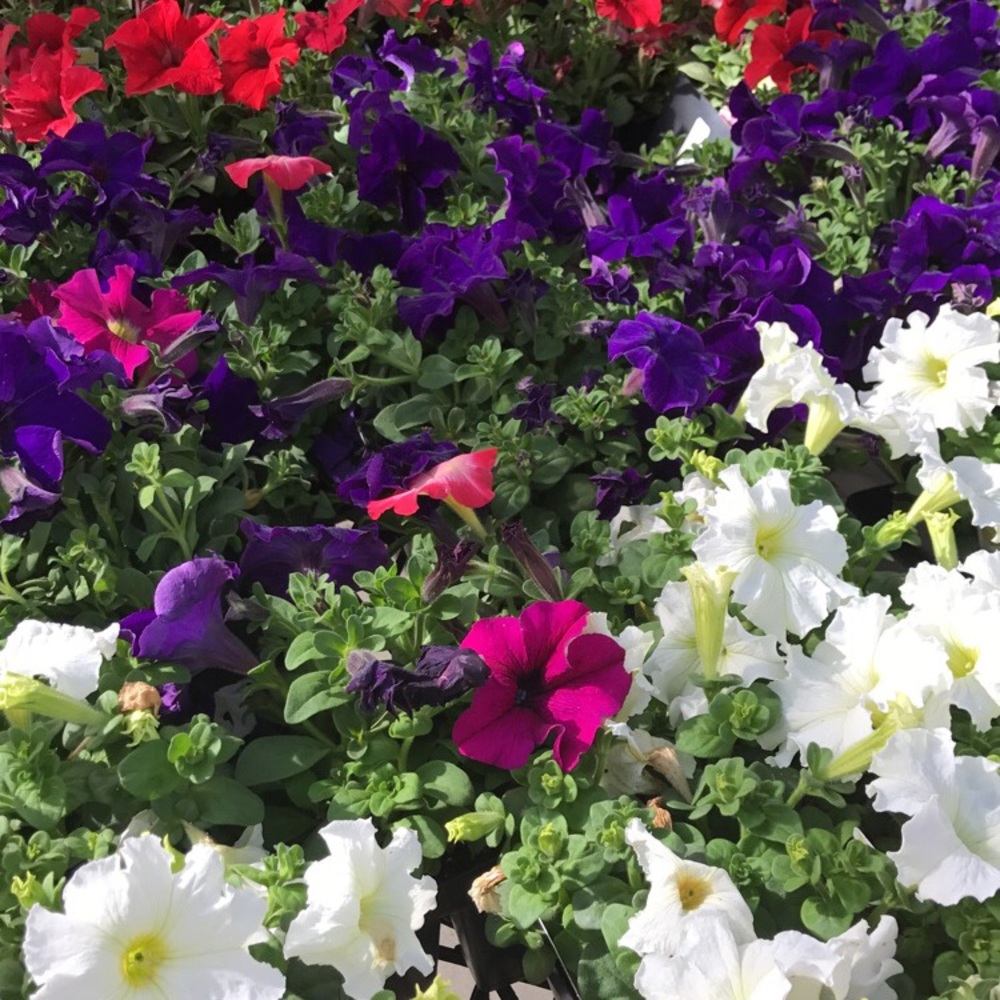 Meet your Posher, Sofia