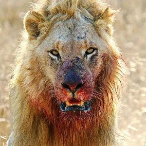 Meet your Posher, Joseph