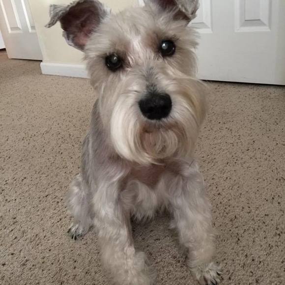 Meet your Posher, Dema - Picture 1 of 1