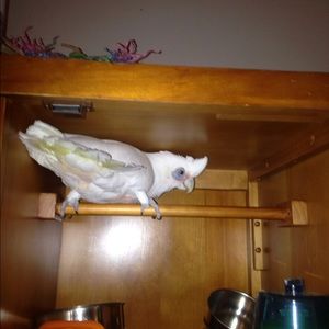 Meet your Posher, Michelle