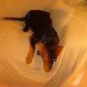 Meet your Posher, Joe