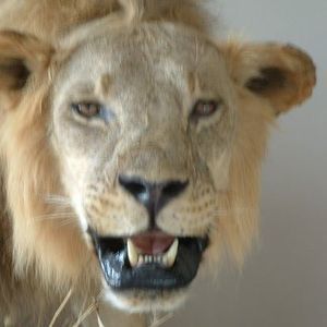 Meet your Posher, Guytano