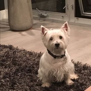 Meet your Posher, Ying