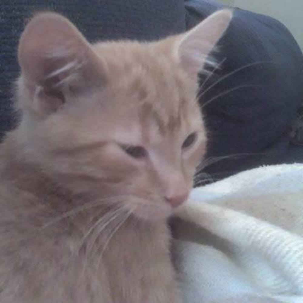 Meet your Posher, Rebecca