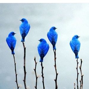 Meet your Posher, Eija