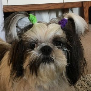 Meet your Posher, Sue