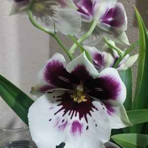 Meet your Posher, Susanne