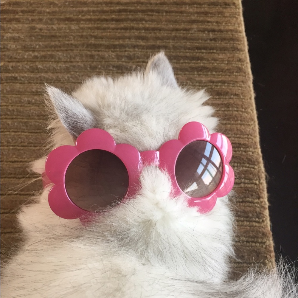 Meet your Posher, Sylvia