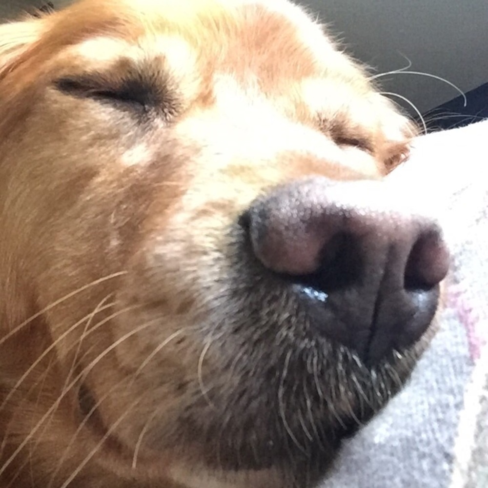Meet your Posher, Max