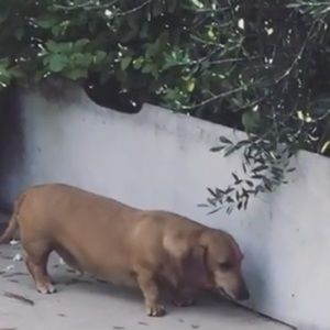 Meet your Posher, Hattie