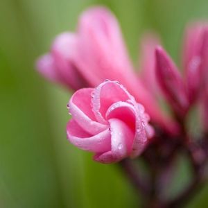 Meet your Posher, Bonita hamilton