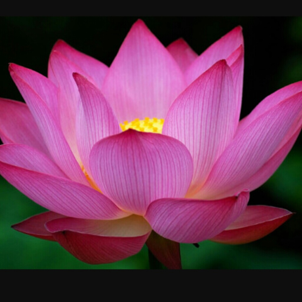 Meet your Posher, Cayla