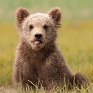 Meet your Posher, Frankie