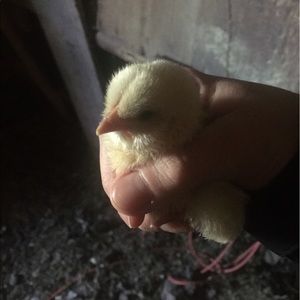 Meet your Posher, Steve