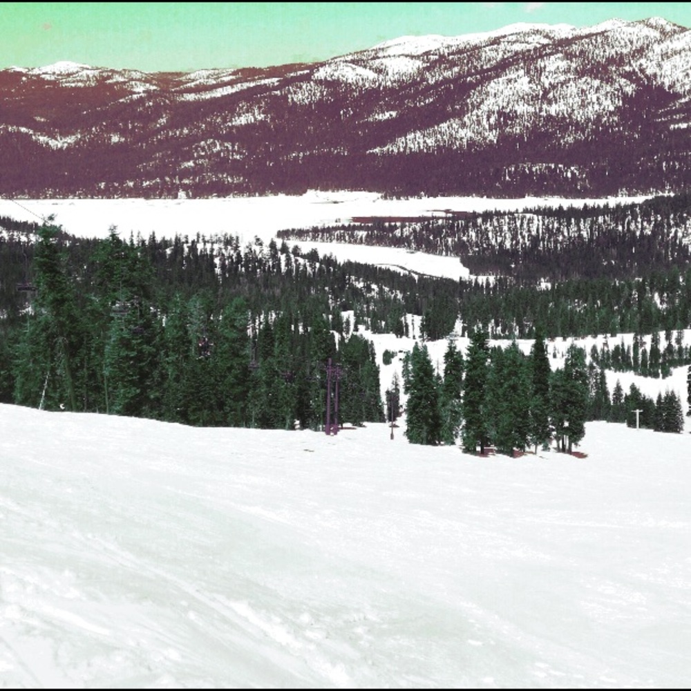 Meet your Posher, Shelby